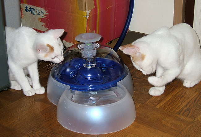 water-kittens.jpg
