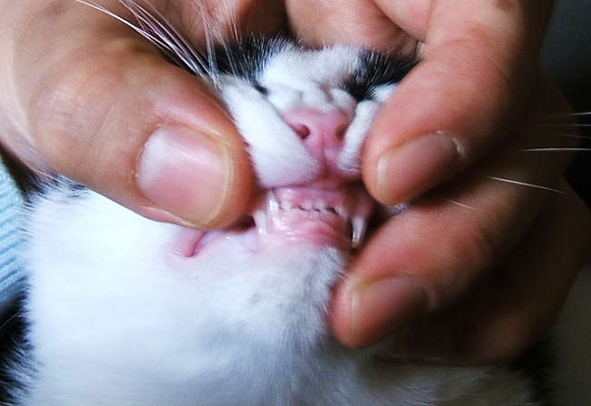 Marimo-tooth0618.jpg