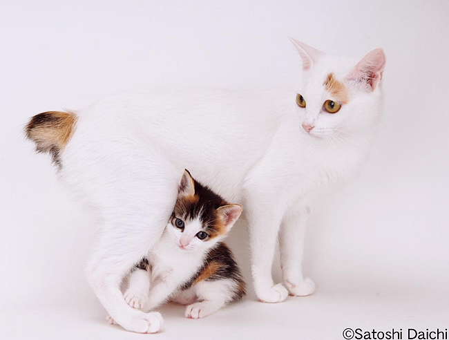 Honoka-kittens_daichi.jpg