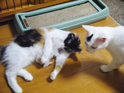 Nadeshiko-Kittens0726.jpg