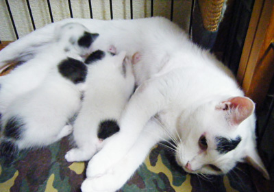 Hokuto-Kittens0913.jpg