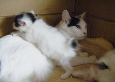 Kozue-Kittens1005-2.jpg