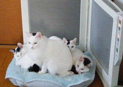Kittens0110.jpg