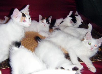 Kittens0703-2.jpg