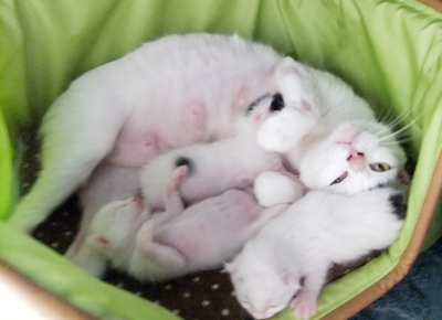 Hokuto-Kittens0505.jpg