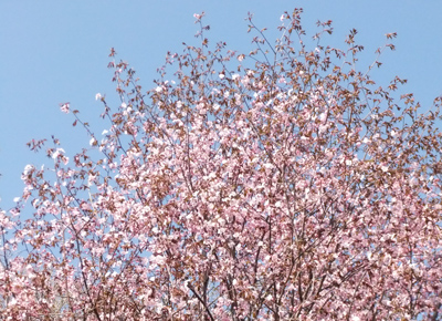 Sakura0513-3.jpg