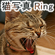 猫写真Ring
